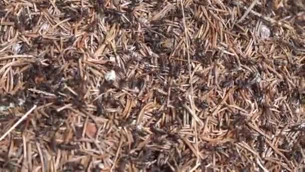 여름에 언덕에서 개미를 — 비디오