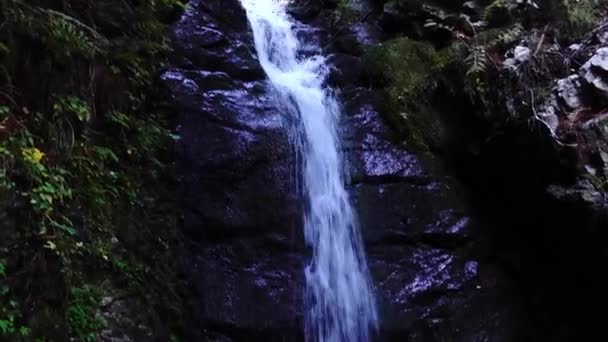 Piccola Cascata Bosco Durante Escursioni Tra Montagne Dell Austria — Video Stock