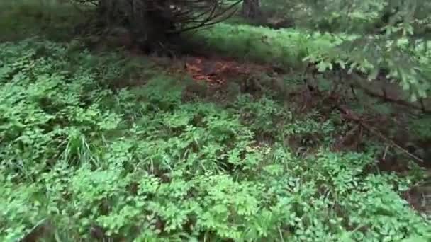 Mnoho Malých Chanterel Místě Pod Stromem Lese Při Pěší Túře — Stock video