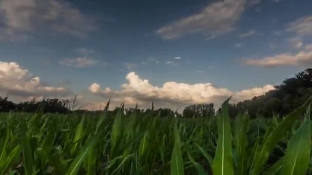 Timelapse Zöld Friss Kukoricafölddel Esőfelhőkkel Erős Szél Idején Nyáron — Stock videók