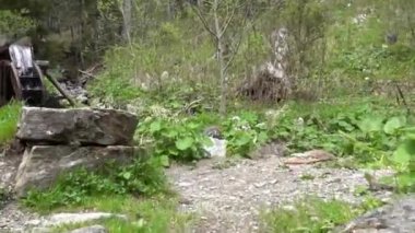 Yazın dağlarda soğuk, berrak bir süpürgede harika bir su çarkı.