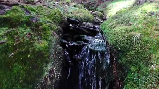 Chiaro Acqua Fredda Piccolo Meraviglioso Ruscello Una Foresta Durante Escursionismo — Video Stock
