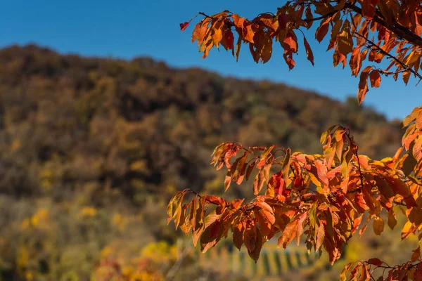 Färgglada Blad Från Ett Träd Solen När Går Hösten — Stockfoto