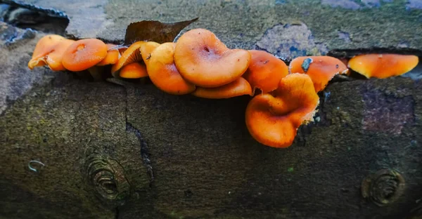 Muchas Setas Frescas Aguja Dorada Tronco Árbol Viejo Una Vista —  Fotos de Stock