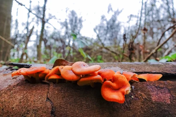 Muitos Cogumelos Agulha Dourados Frescos Velho Tronco Árvore Uma Floresta — Fotografia de Stock