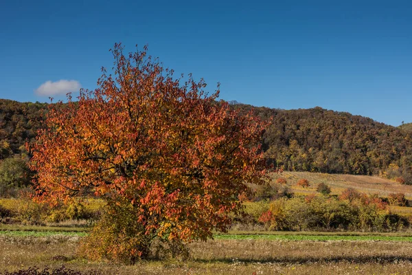 Färgglada Enda Träd Solen Ett Naturligt Landskap Hösten — Stockfoto