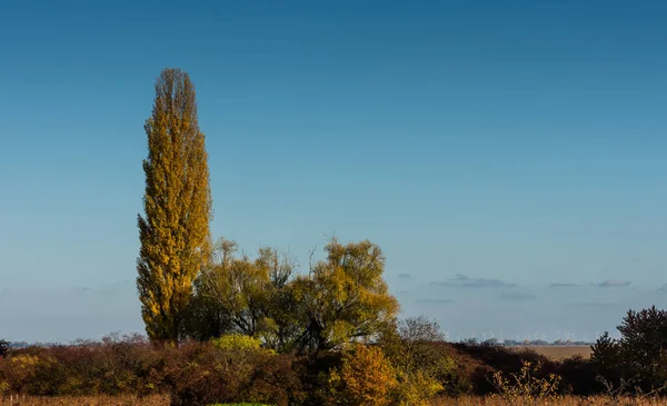 Árvore Alta Arbustos Coloridos Uma Paisagem Plana Com Céu Azul — Fotografia de Stock