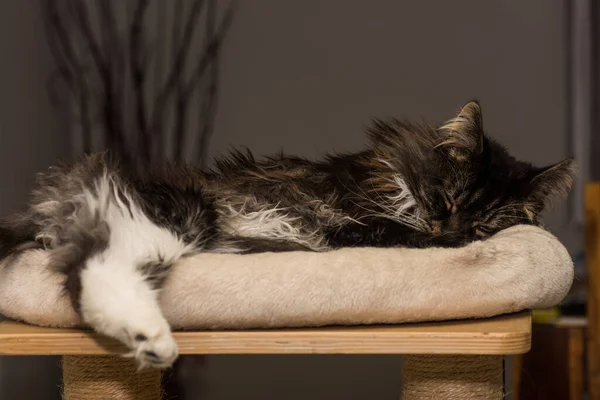 Maine Γάτα Ρακούν Είναι Ξαπλωμένη Στο Κρεβάτι Της Και Κολλάει — Φωτογραφία Αρχείου