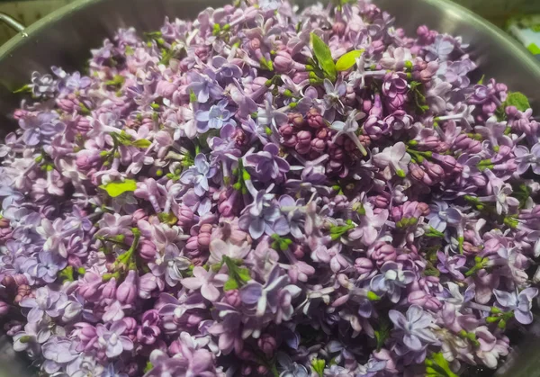 收集了许多新鲜的紫丁香花 作为果汁糖浆 — 图库照片