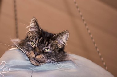 Sevgili Maine Rakun Kedisi 'nin kafası yatak detaylarına bakıyor.