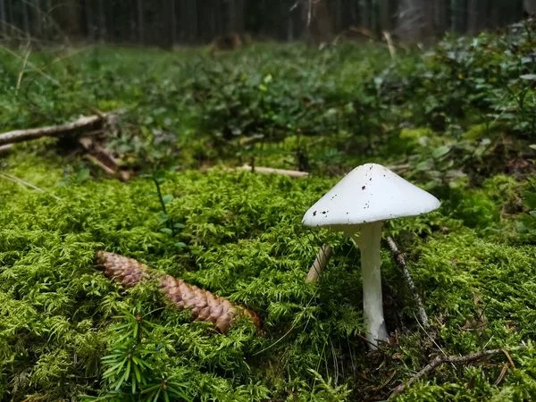 苔のある緑の森の床に白いキノコが一つ — ストック写真