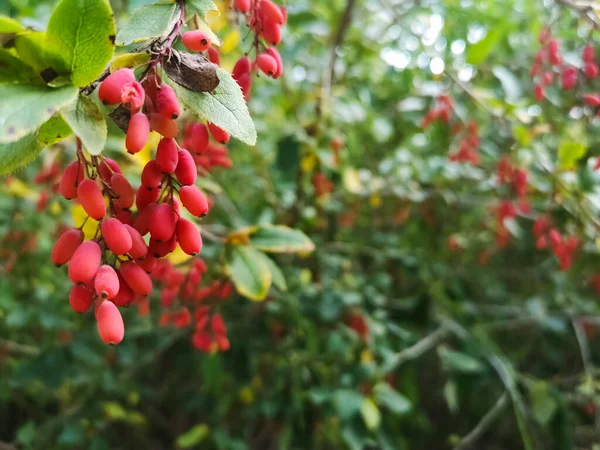 Berbères Rouges Frais Sains Sur Arbuste Dans Nature — Photo