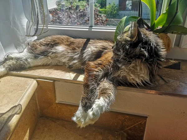 Mullido Maine Coon Gato Acostado Ventana Alféizar Sol —  Fotos de Stock