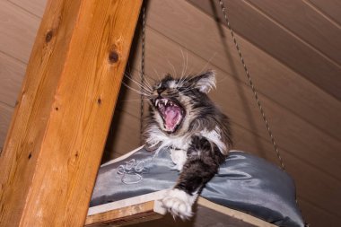 Küçük Maine Rakun Kedi uyuduktan sonra ağzı açık esniyor.