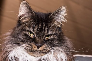 Tüylü Maine Rakun Kedi kahverengi arka planlı kameraya çok sevimli görünüyor.