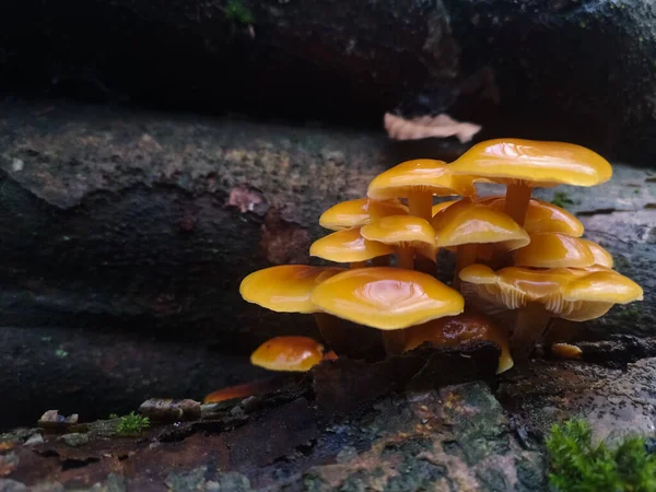 冬天新鲜的金针菇在树干上 — 图库照片