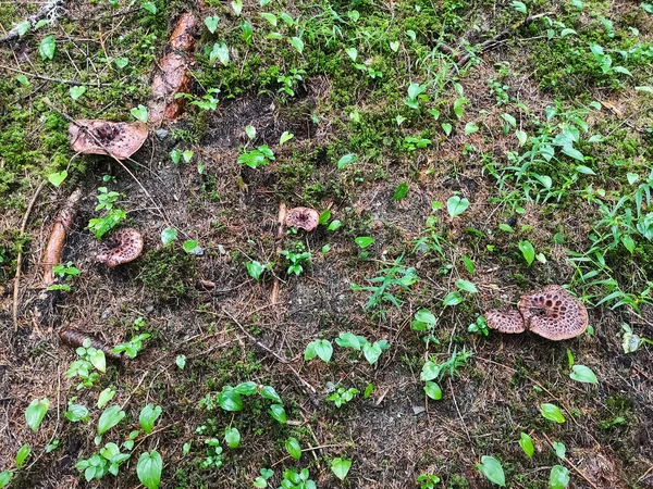 Muitos Cogumelos Asa Falcão Chão Floresta Outono — Fotografia de Stock