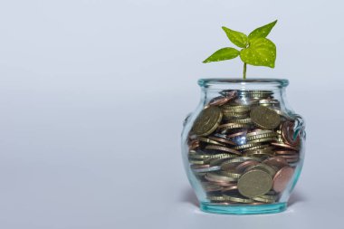 Bir sürü farklı madeni parası olan cam ve yeşil bir bitki beyaz arka planlı finans piyasasında parayı artırıyor.