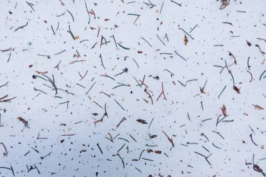 Kar yüzeyindeki bir çam ağacından bir sürü iğne.