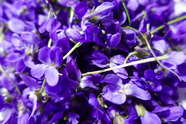 在春天和森林的细节视图中收集了大量的紫丁香花 — 图库照片