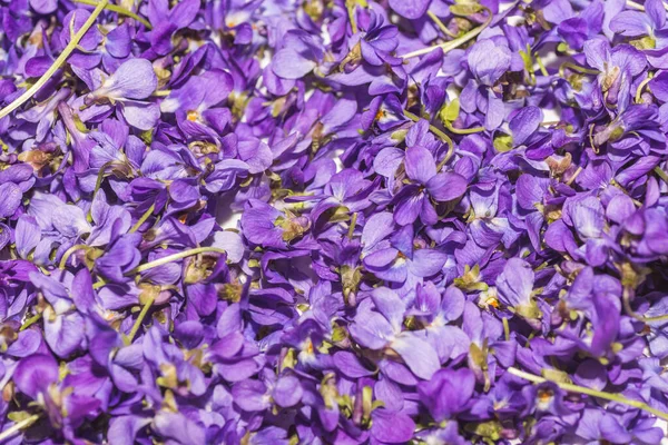 Lot Fresh Lilac Blossom Collected Tea Spring —  Fotos de Stock