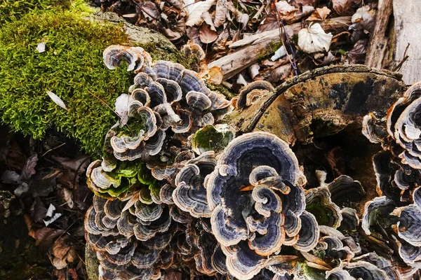 Molti Funghi Polypore Colorati Tronco Albero Nella Foresta — Foto Stock