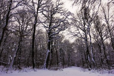 Yürürken kar ve ormanla kaplı kış manzarası