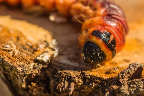 Large Goat Moth Caterpillar Willow Tree Trunk Sun Detail View — Stock Photo, Image