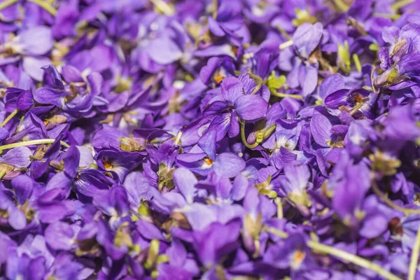 春にお茶のために集められた新鮮なライラックの花 — ストック写真