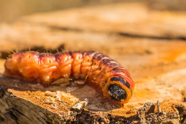 Large Goat Moth Caterpillar Willow Tree Trunk Sun — Zdjęcie stockowe