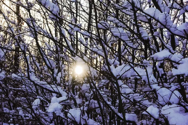 Shrub Mit Snow Sun Shining Trees Winter — Stockfoto