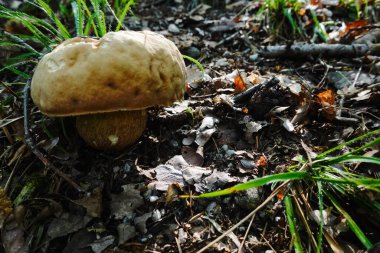 Yazın orman zemininde taze yaz boletusu.