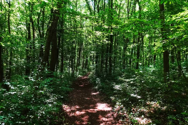 Caminho Sombrio Através Uma Maravilhosa Floresta Verde Verão — Fotografia de Stock
