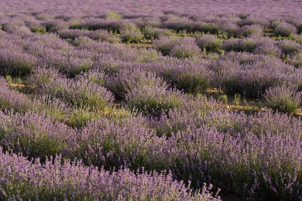 Colorful Lavender Field Nature Detail View — ストック写真