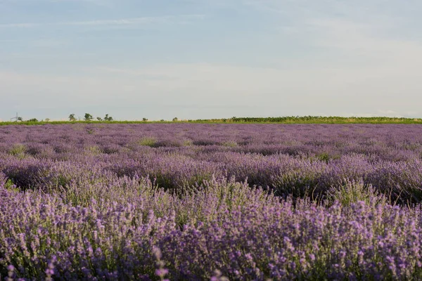 Campo Lavanda Colorido Natureza Com Céu Blule — Fotografia de Stock