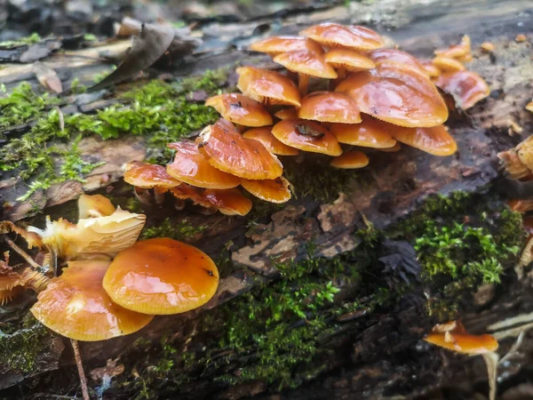Many Fresh Orange Velvet Stem Mushrooms Old Tree Trunk — ストック写真
