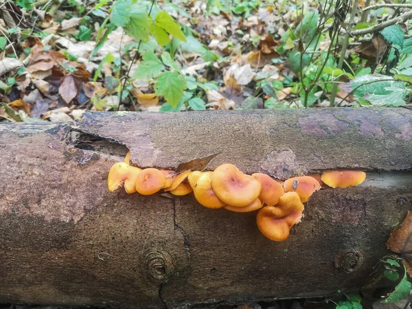 Fresh Orange Velvet Stem Mushrooms Looking Out Bark Spring — ストック写真