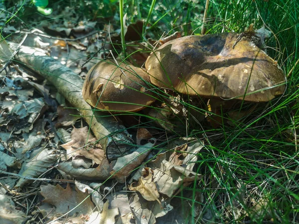 Two Fresh Tasty Dotted Stem Boletus Forest Floor Spring — Fotografia de Stock