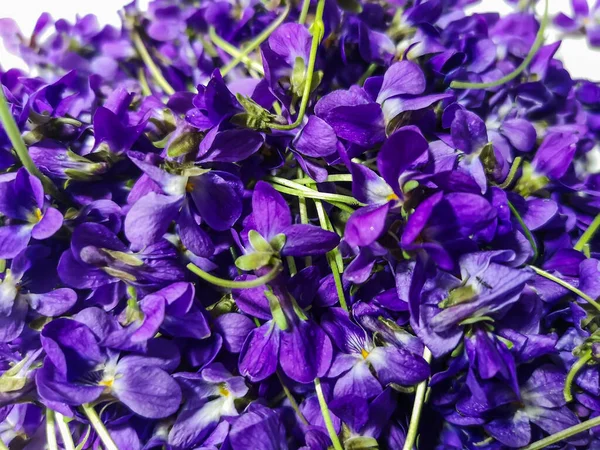 Many Colorful Violet Blossoms Spring Sun — Stockfoto