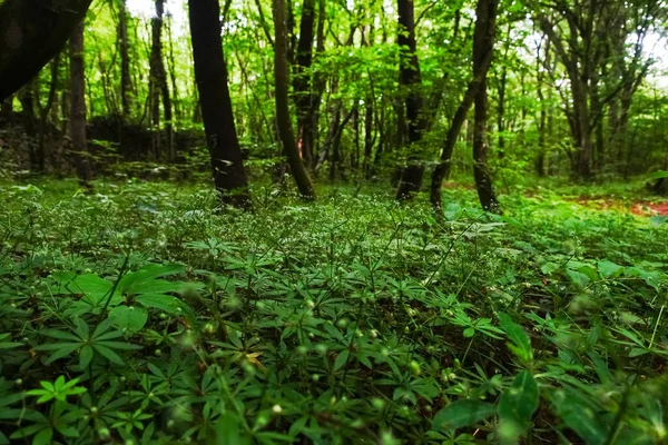 Woodruff Plants Green Forest Spring — Stock fotografie