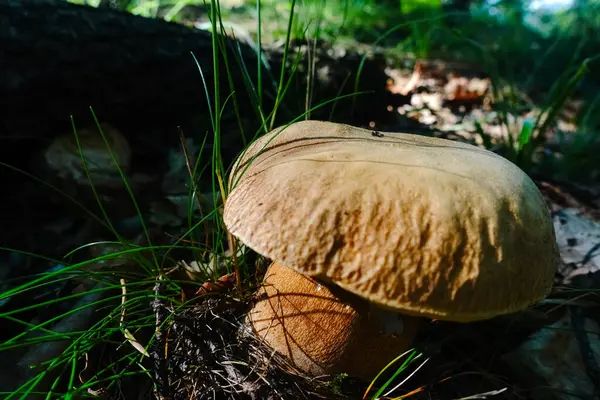 Tasty Summer Boletus Grass Forest — ストック写真