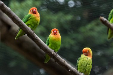 three dear lilians lovebird sitting on a bench in the zoo