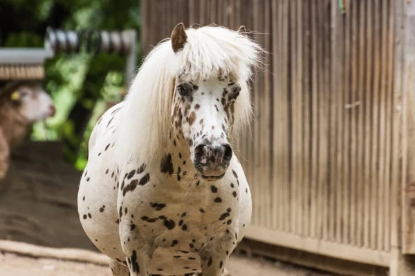 Lieve Witte Paard Met Zwarte Stippen Een Dierentuin — Stockfoto