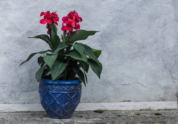 Wonderful Red Flowers Blue Pot White Wall — Stock Photo, Image