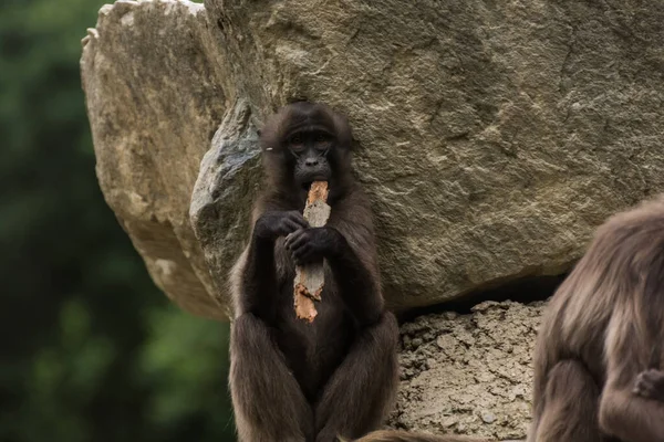 Little Dear Gelada Monkey Looks Playing Flute Piece Wood —  Fotos de Stock