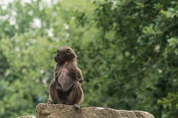 Little Dear Gelada Monkey Sits Alone Top Rock Zoo — Fotografia de Stock