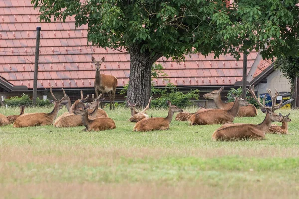 Many Deer Roe Deer Lying Grass Farm — Stok fotoğraf