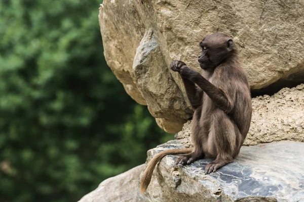 Single Dear Gelada Monkey Sits Rock Held Something Hands — Foto de Stock