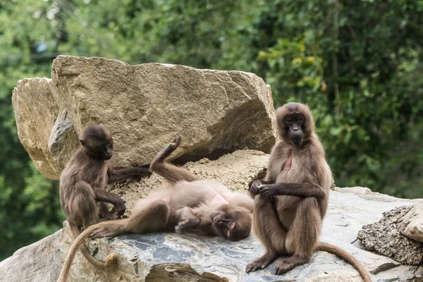 three dear gelada monkeys making yoga on a rock in the zoo