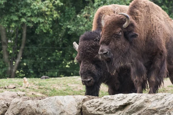 Dva Bizoni Stojící Skalách Zoo — Stock fotografie
